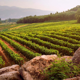 Wine Tasting Tour in Alcobaça